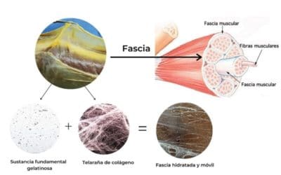 Masaje Miofascial: la solución al dolor posterior a un entrenamiento duro. Por Andrea Plancarte.